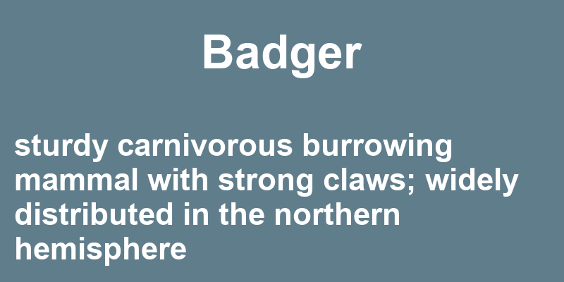 Definition of badger