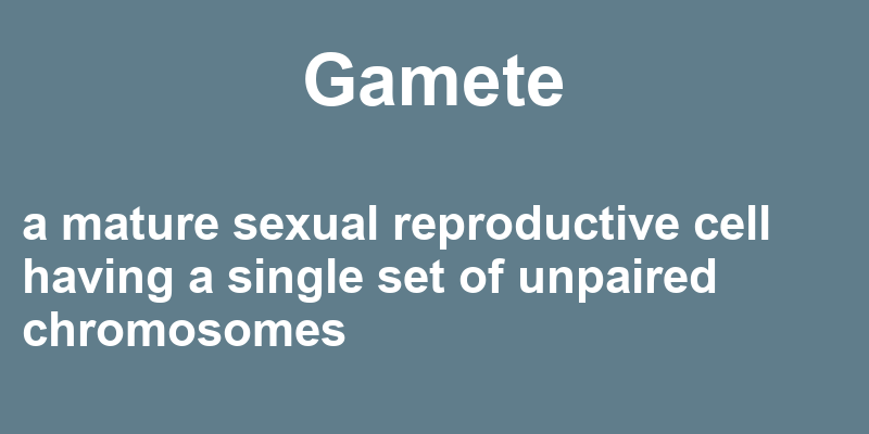 Definition of gamete