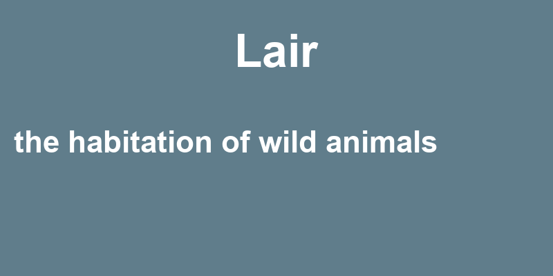 Definition of lair