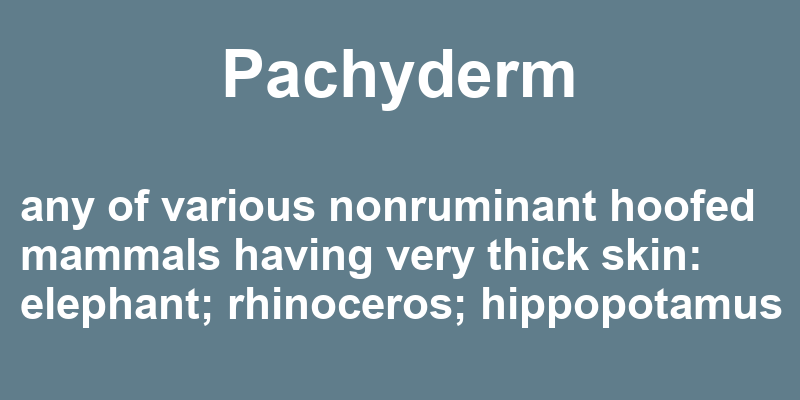 Definition of pachyderm