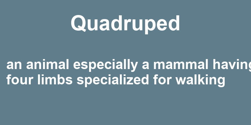 Definition of quadruped
