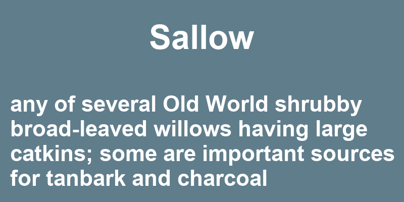 Definition of sallow