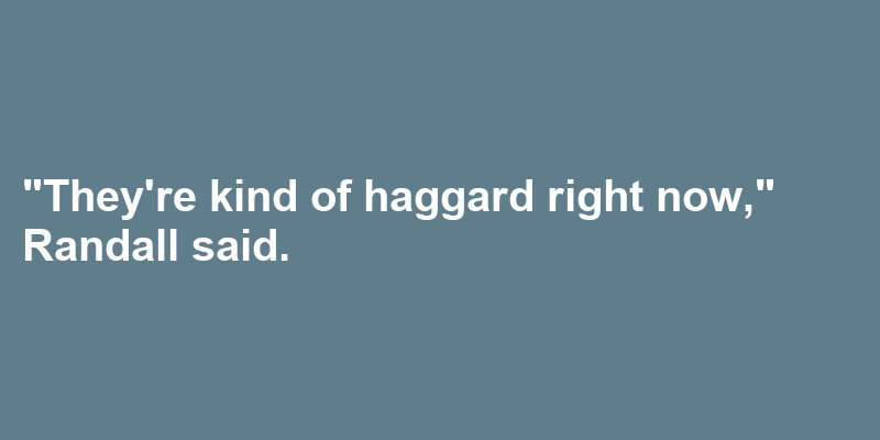 A sentence using haggard