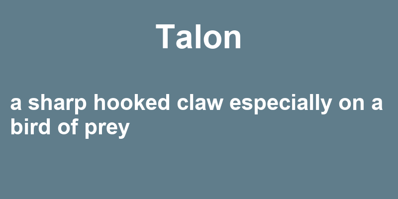 Definition of talon