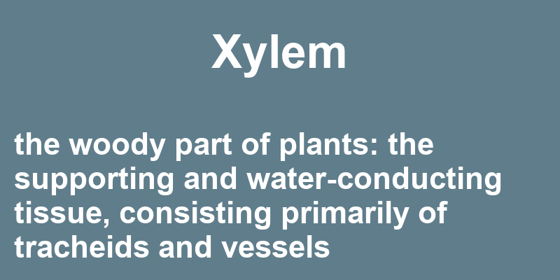 Definition of xylem
