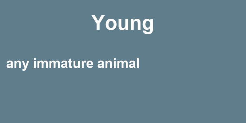 Young in a Sentence – 42 Real Example Sentences