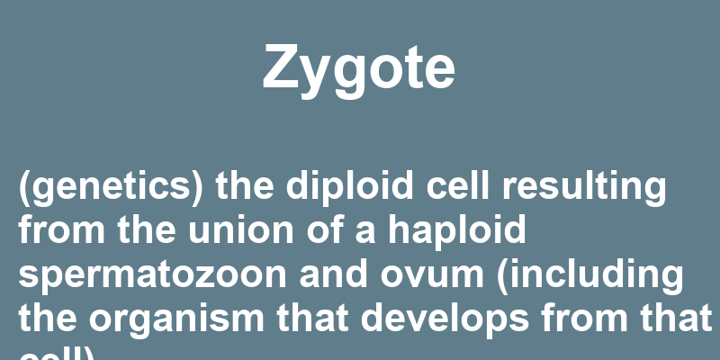 Definition of zygote